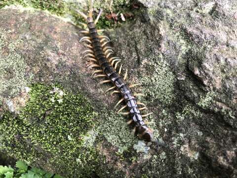 Image of Scolopendra japonica L. Koch 1878