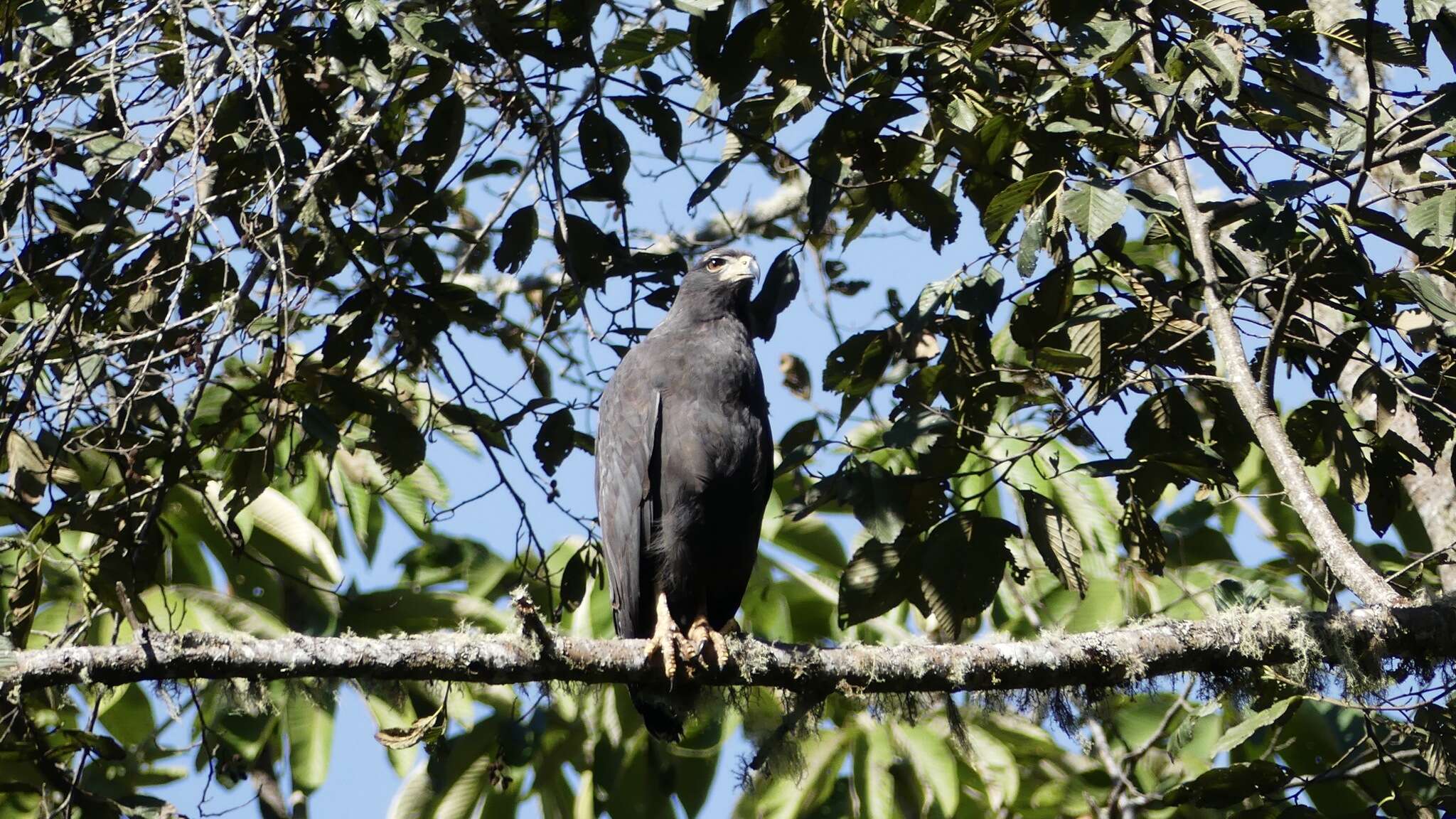 Image of Black Solitary Eagle