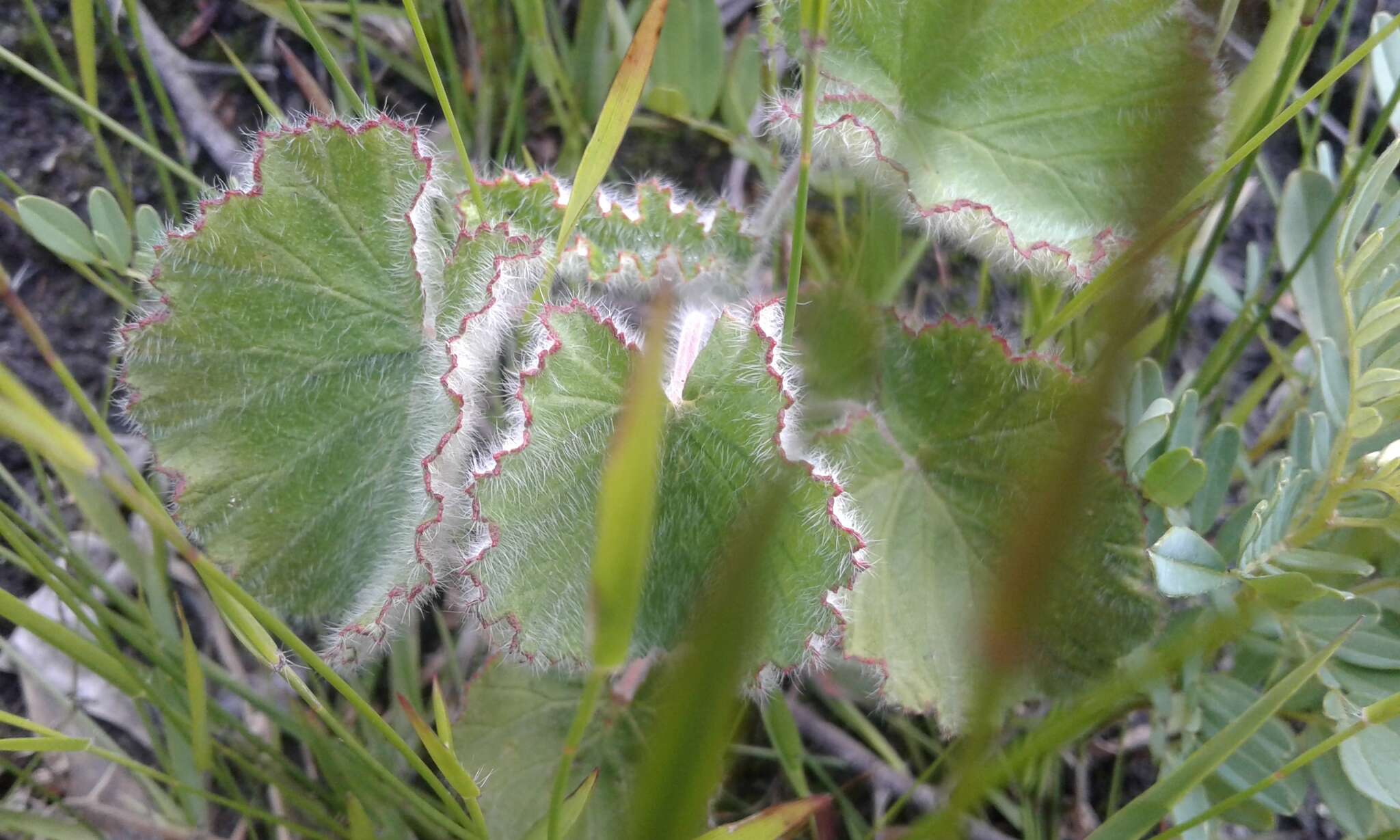 Image of Heart-leaved pelagonium