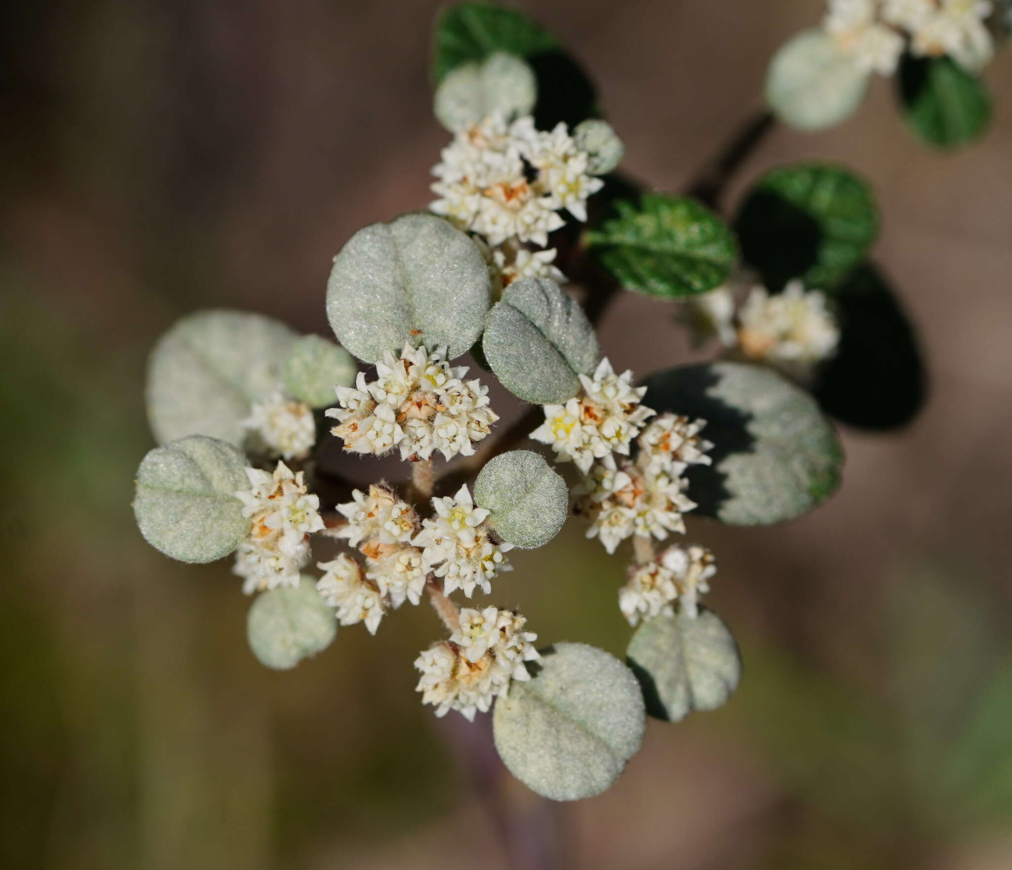 Image of Cryptandra parvifolia (Hook.) Hook. fil.