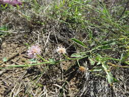 Mimosa quadrivalvis var. latidens (Small) Barneby的圖片