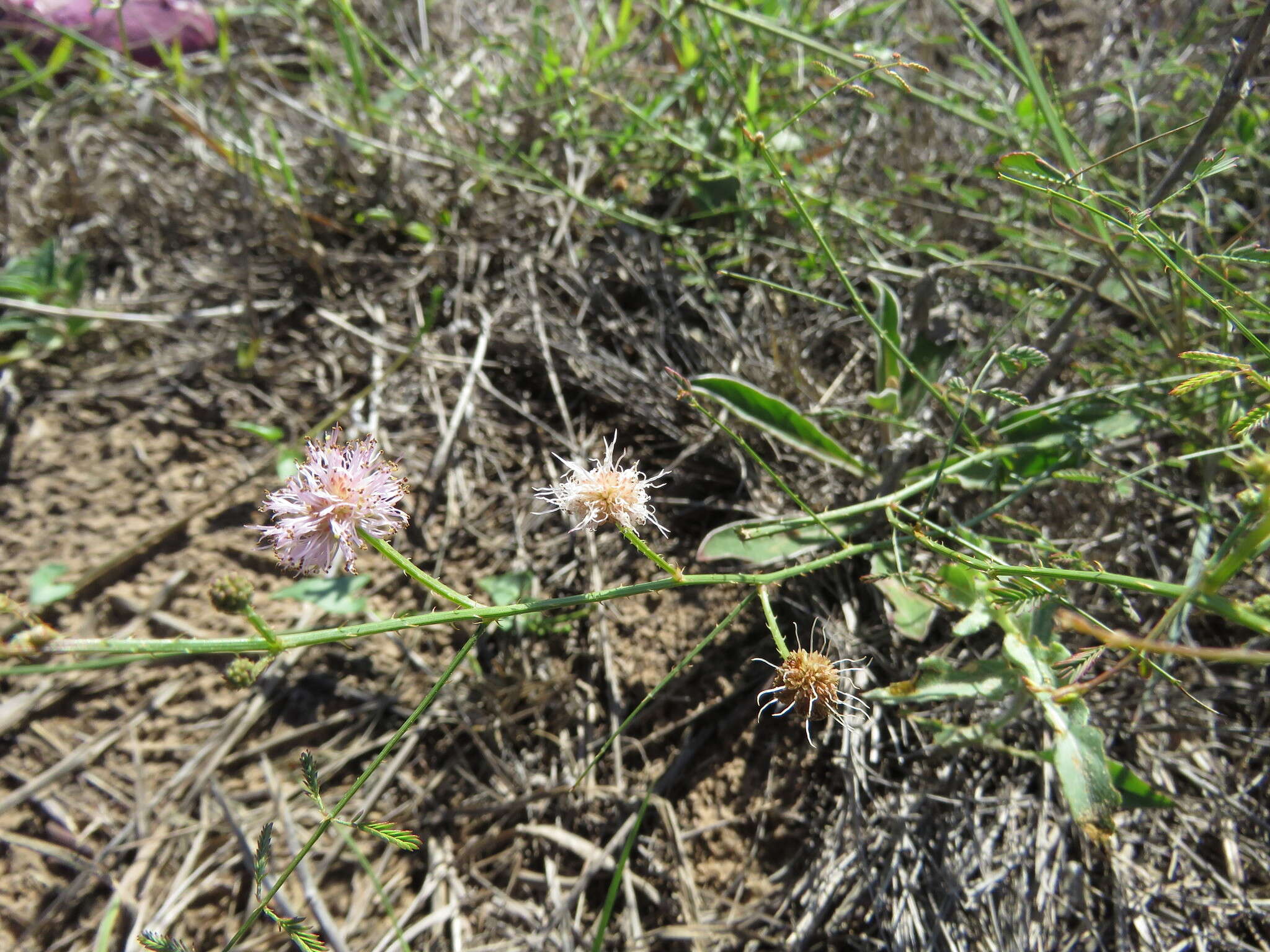 Mimosa quadrivalvis var. latidens (Small) Barneby的圖片