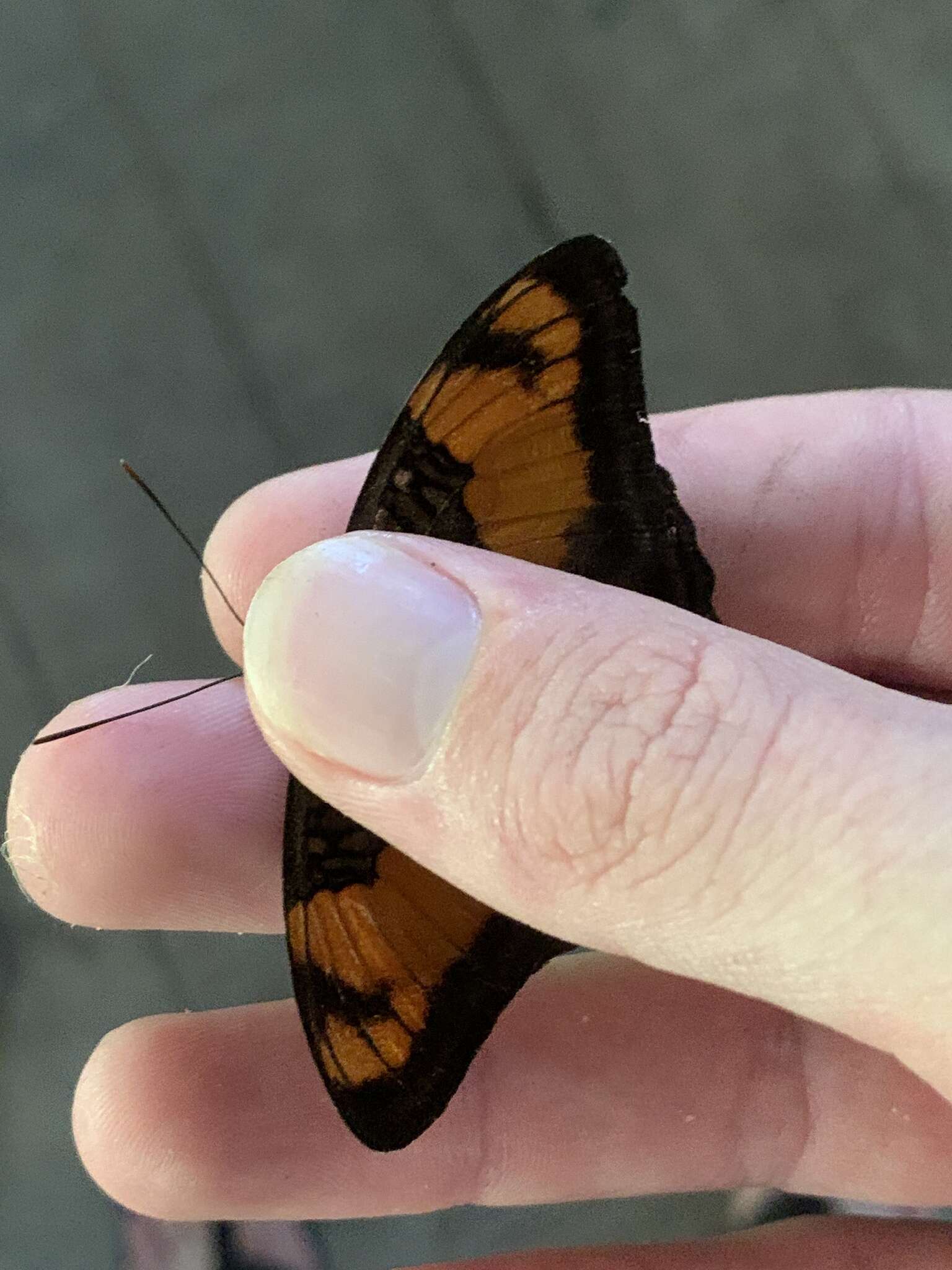 Image de <i>Adelpha mesentina</i>