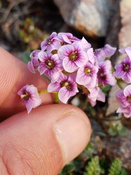 Plancia ëd Cardamine purpurea Cham. & Schltdl.