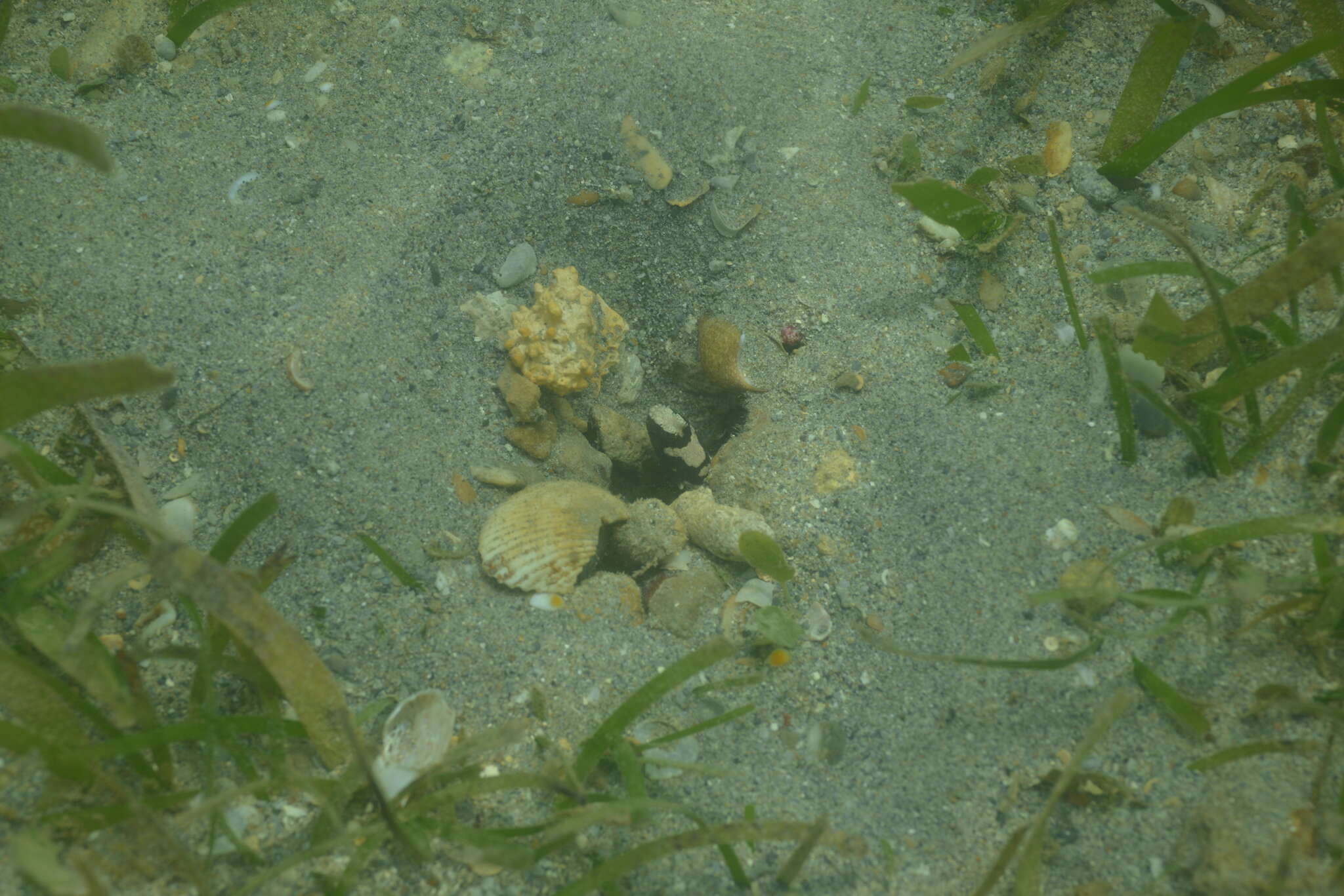 Image of Maude&#39;s shrimpgoby