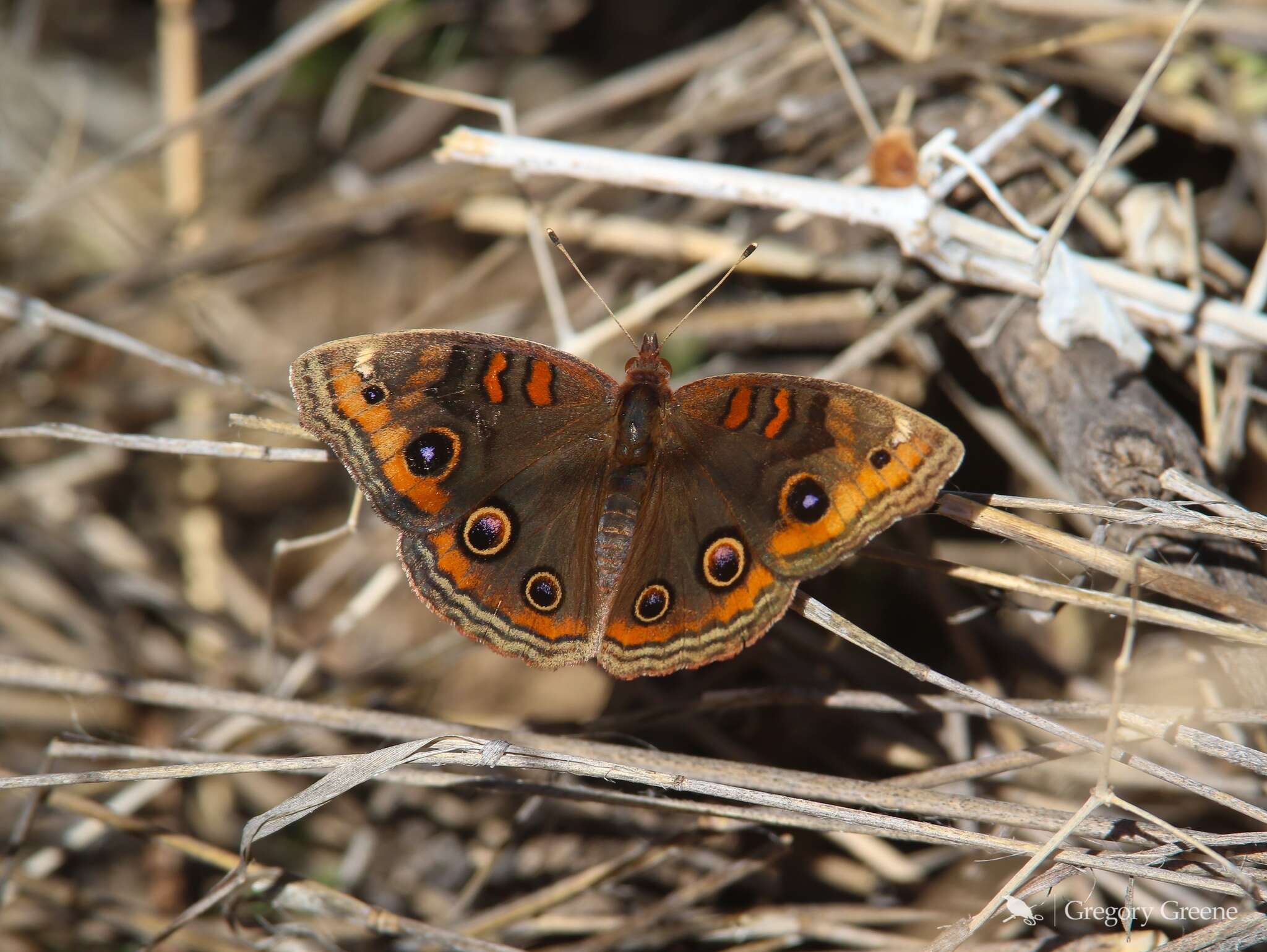 Image of Junonia nigrosuffusa Barnes & McDunnough 1916