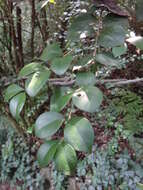 Image of Ligustrum pricei Hayata