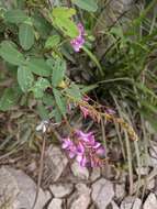 Image de Campylotropis macrocarpa var. giraldii (Schindl.) P. Y. Fu