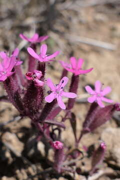 Imagem de Saponaria prostrata Willd.