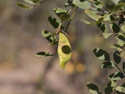 Image de Brongniartia peninsularis Rose