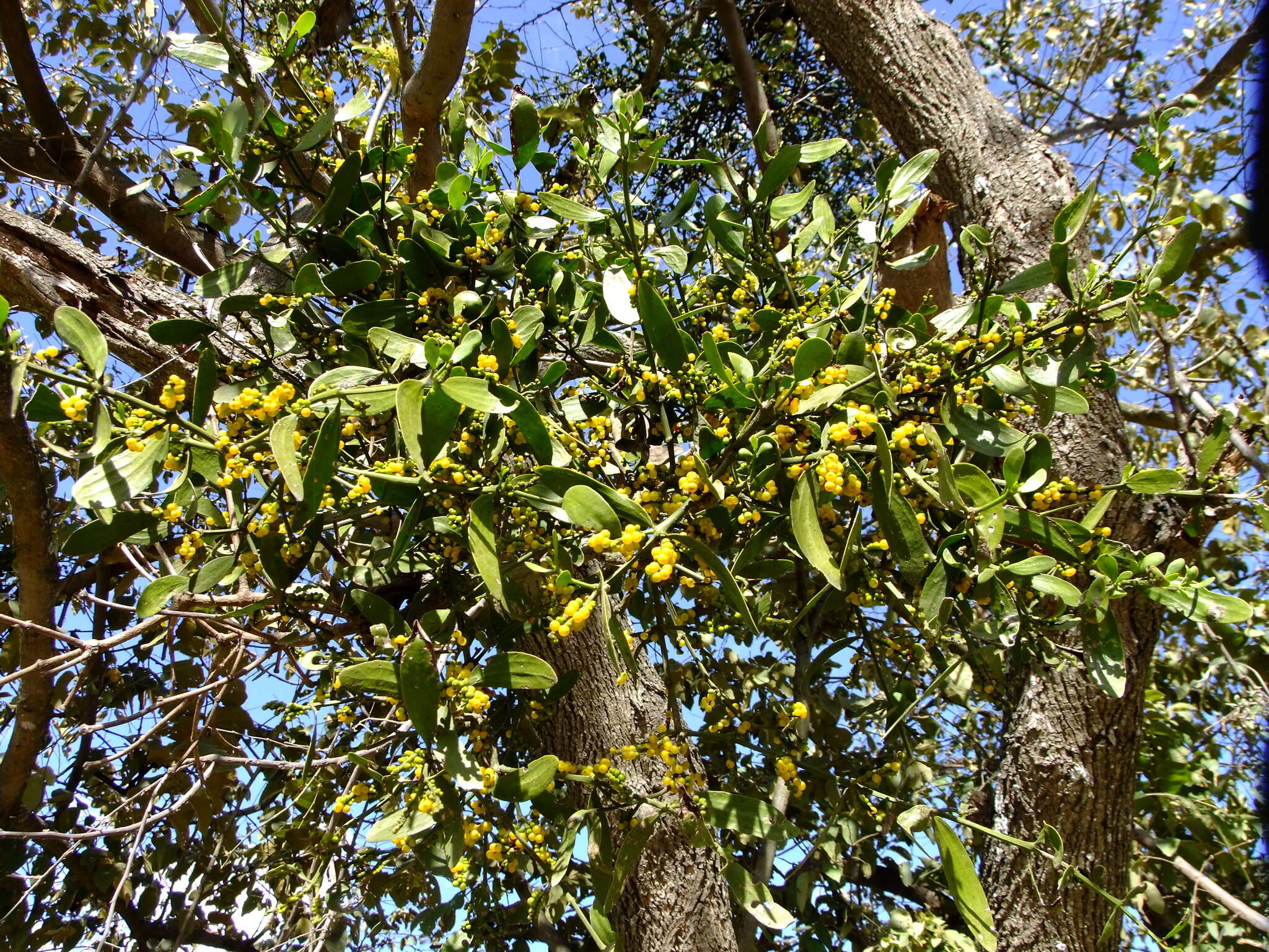 Image of Phoradendron carneum Urb.