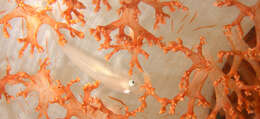 Image of Soft coral ghostgoby