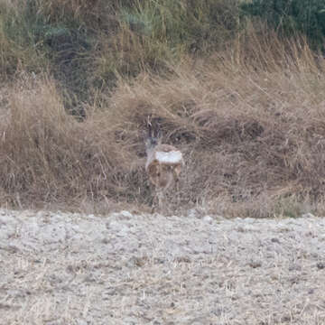 Sivun Capreolus capreolus capreolus (Linnaeus 1758) kuva