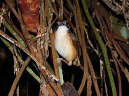 Image of Short-tailed Babbler