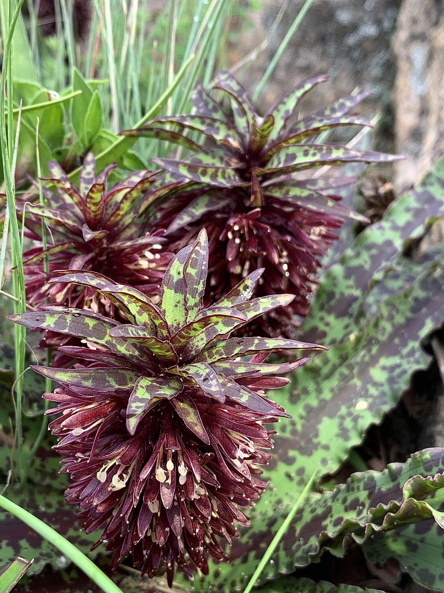 Image of Eucomis vandermerwei I. Verd.