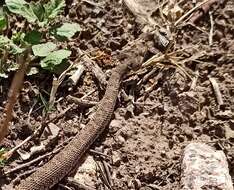 Imagem de Bothrops ammodytoides Leybold 1873