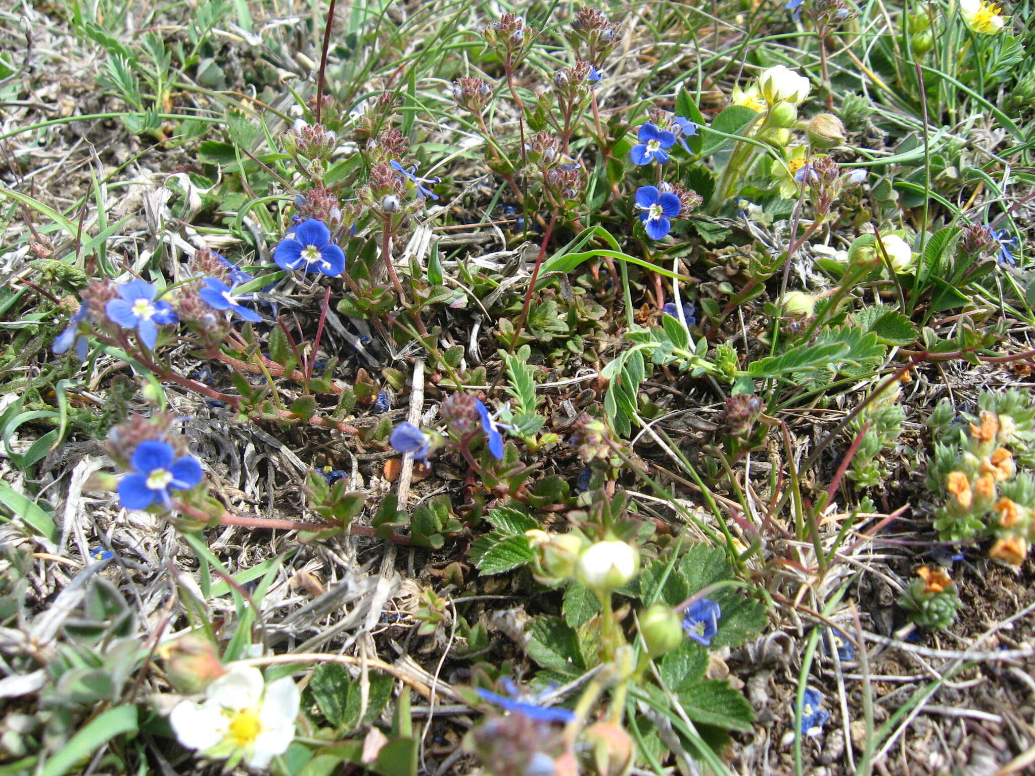 Image of Veronica petraea (Bieb.) Stev.