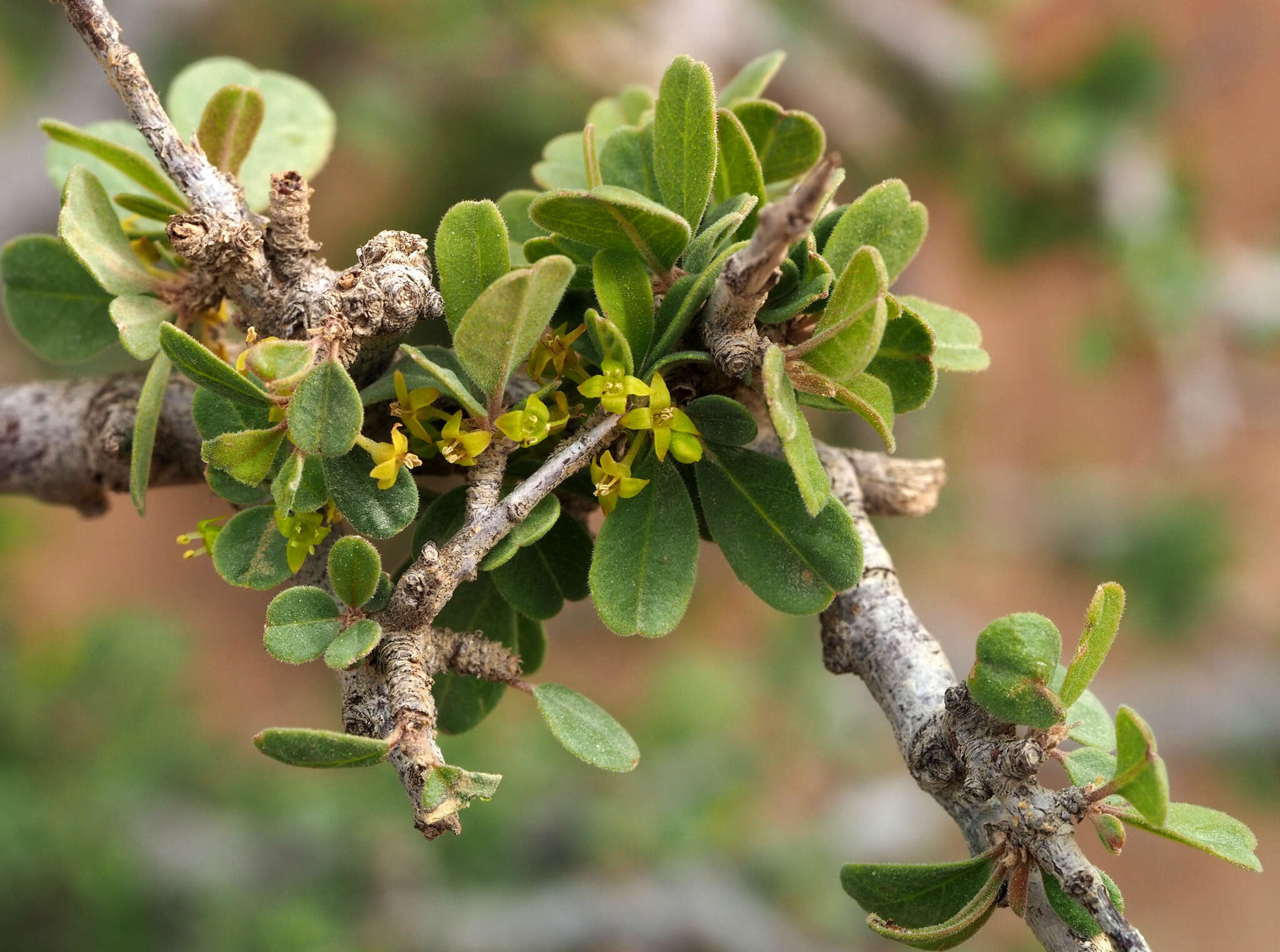 Image of Rhamnus punctatus Boiss.