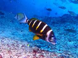 Image of Banded seabream