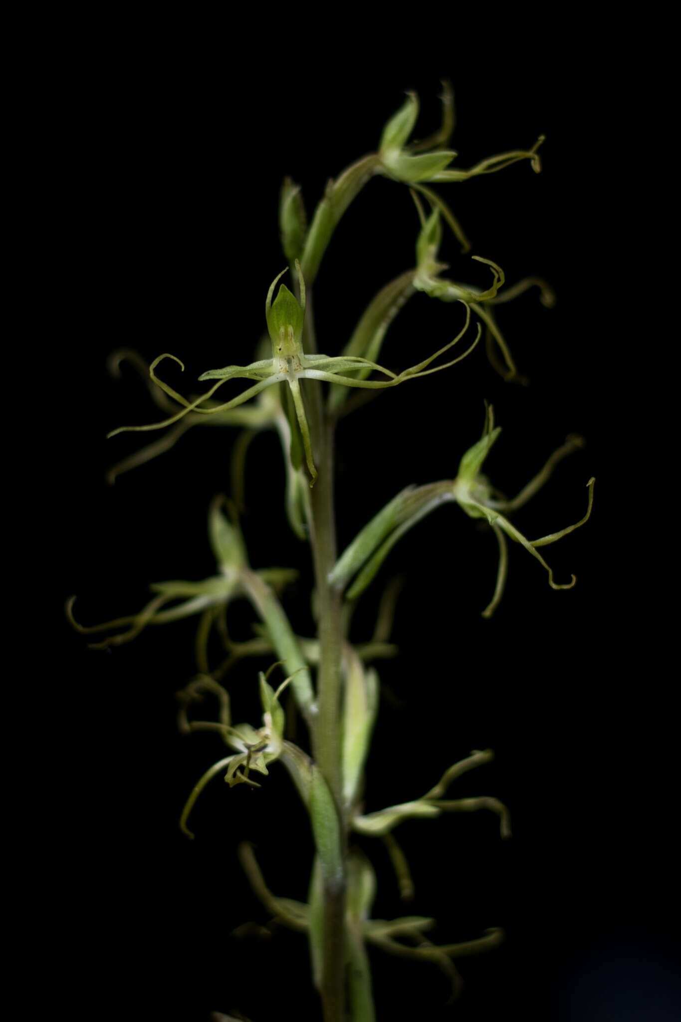 Habenaria multicaudata Sedgw. resmi