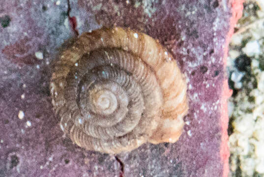 Image of disk snail