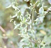 Orthosia virgata (Poir.) Fourn.的圖片