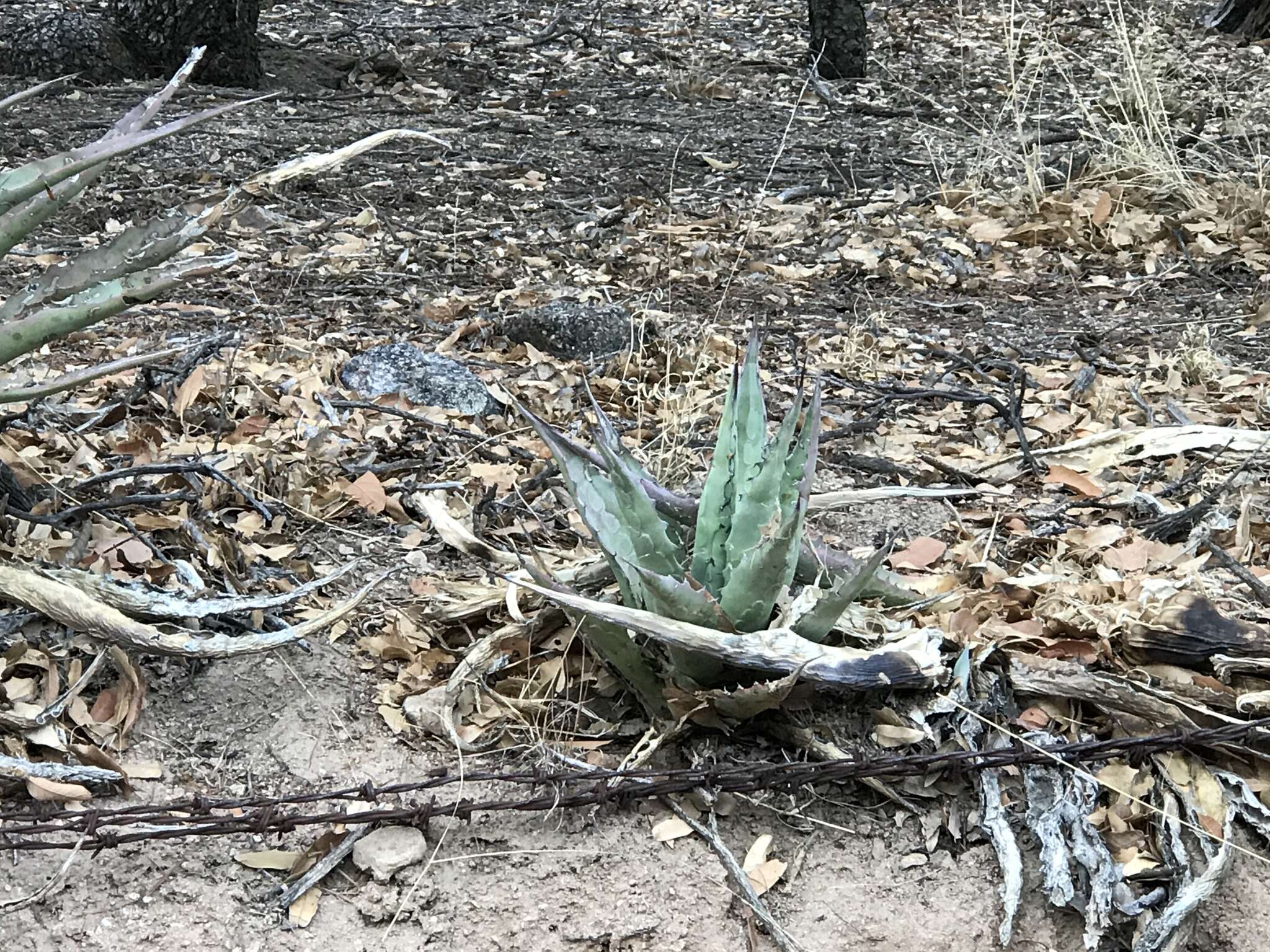 Image of Agave shrevei Gentry