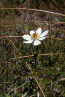 Image of Knowltonia crassifolia (Hook.) Christenh. & Byng