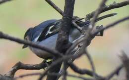 Image of Fringilla coelebs canariensis Vieillot 1817