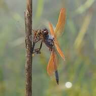 Image de Libellula jesseana Williamson 1922