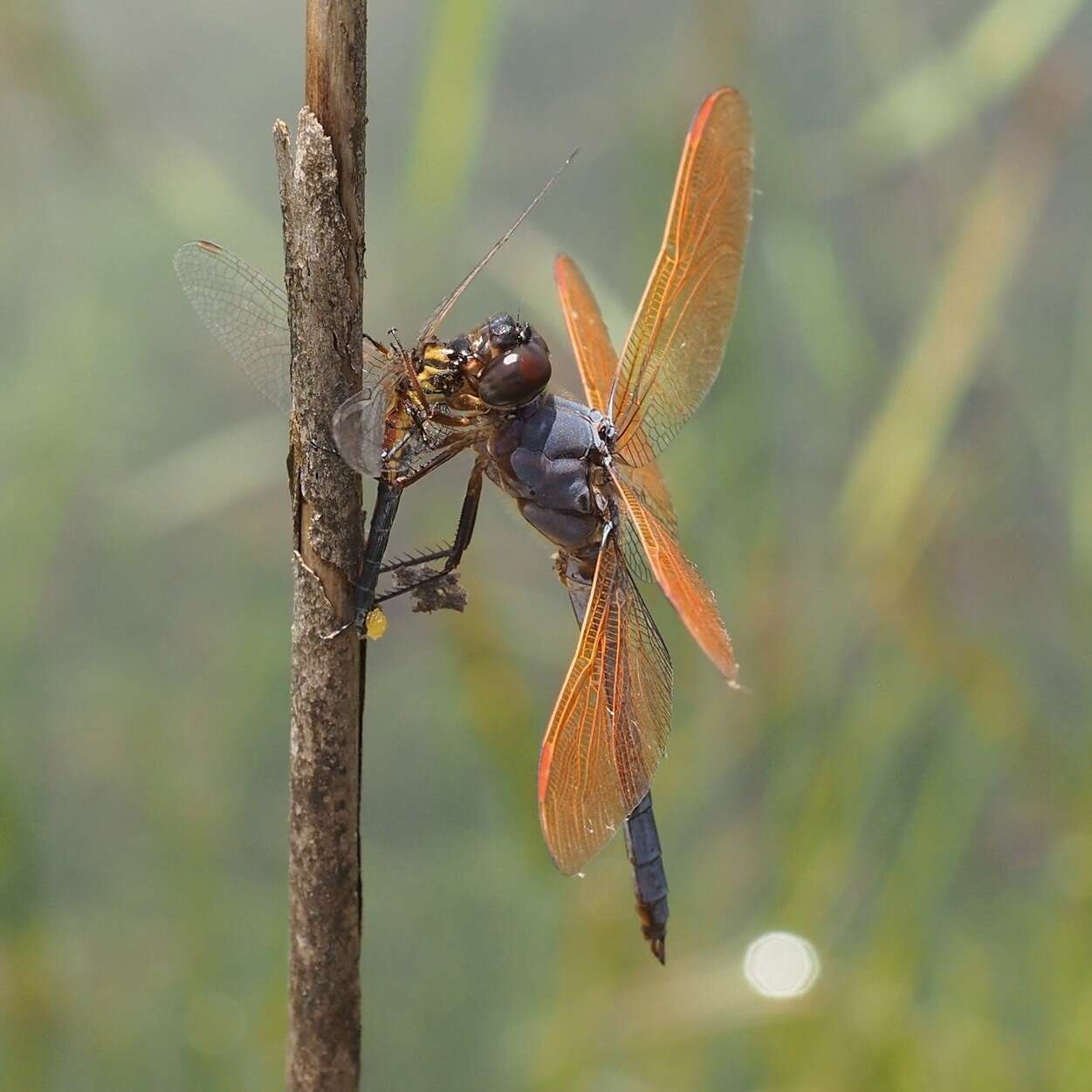 Libellula jesseana Williamson 1922 resmi