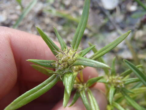 Image of mountain saucerflower