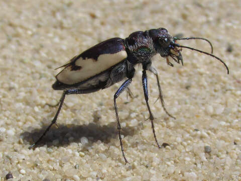 Image of Cicindela (Cicindela) formosa gibsoni Brown 1940