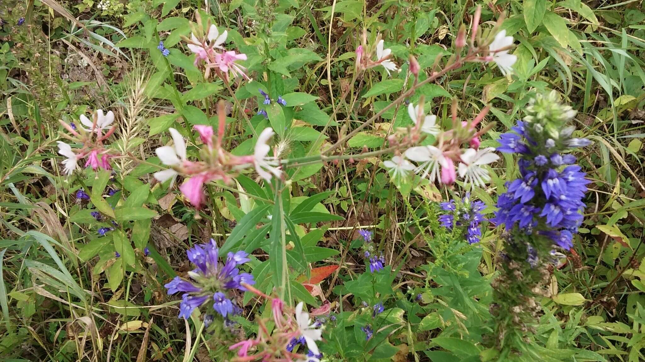 Imagem de Oenothera gaura W. L. Wagner & Hoch