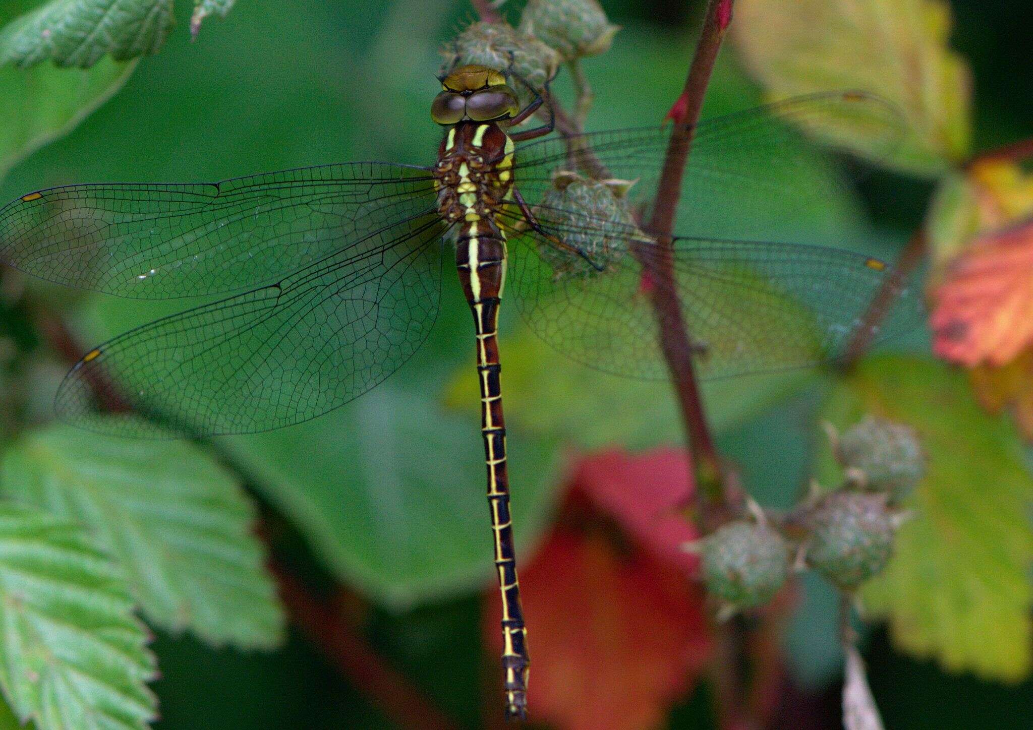 Image of Cephalaeschna orbifrons Selys 1883