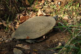 Image of Eastern River Cooter