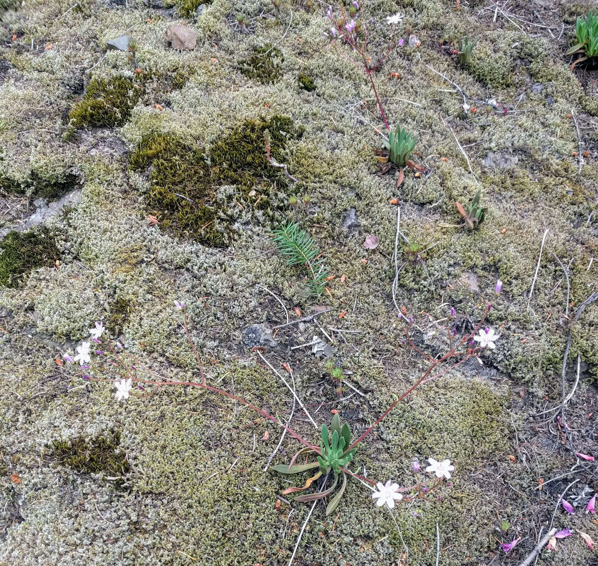 Image of Columbian lewisia