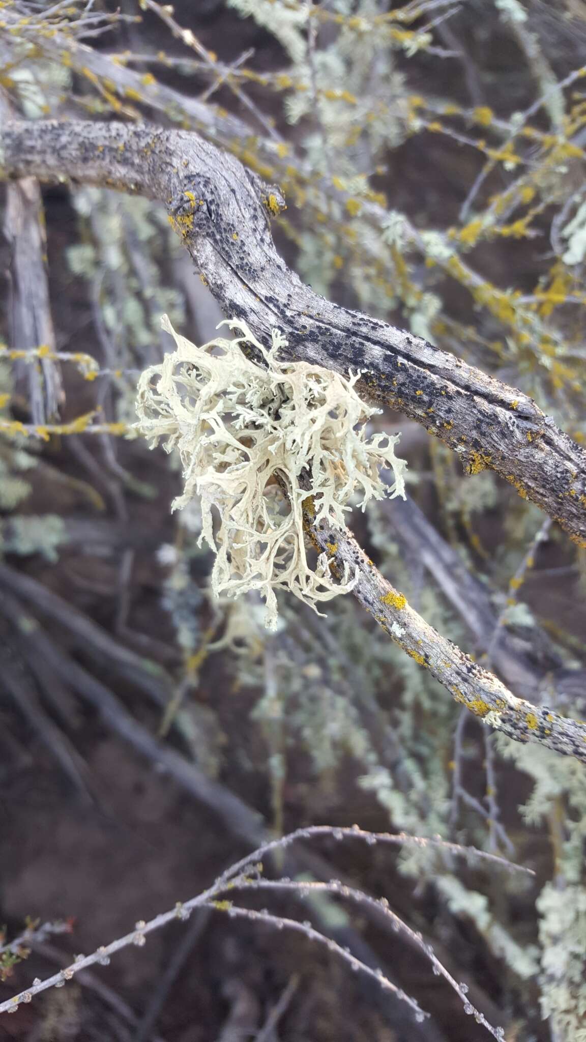 Imagem de Ramalina subleptocarpha Rundel & Bowler