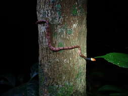 صورة Siphlophis compressus (Daudin 1803)