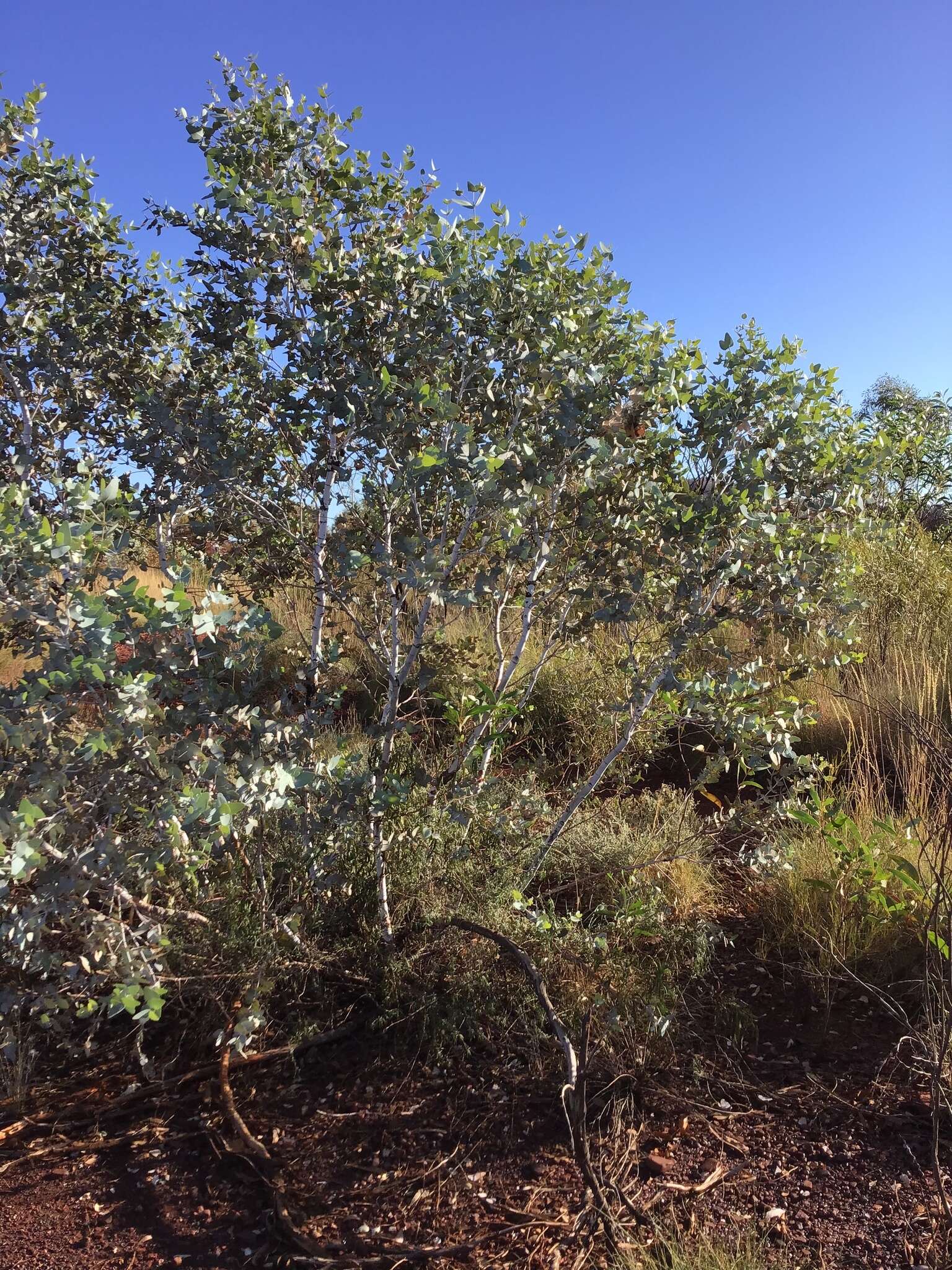 Image of Eucalyptus gamophylla F. Müll.