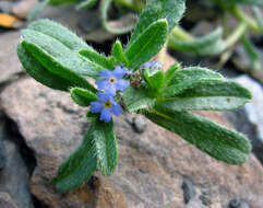 Image de Myosotis involucrata Stev.