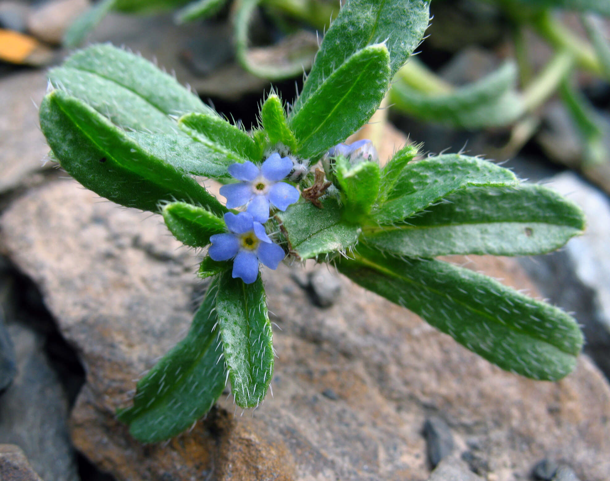 Imagem de Myosotis involucrata Stev.