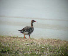 Image of Taiga Bean Goose