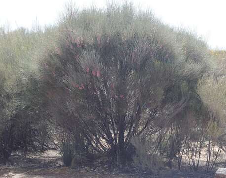 Image of Hakea invaginata B. L. Burtt