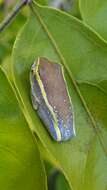 Image of Andranolava Reed Frog