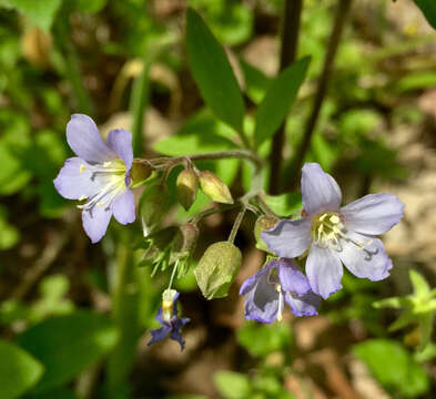 Image of Greek valerian