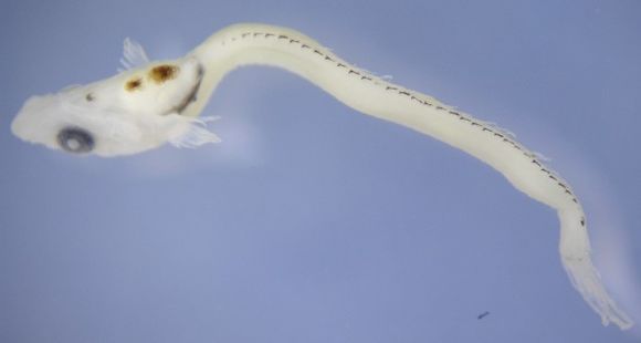 Image of Dactyloscopus