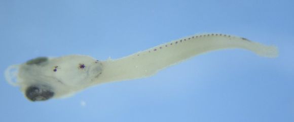Image of Dactyloscopus