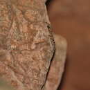 Image of Cyrtodactylus kunyai Pauwels, Sumontha, Keeratikiat & Phanamphon 2014