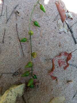 Sivun Commiphora grandifolia Engl. kuva